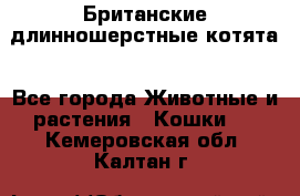 Британские длинношерстные котята - Все города Животные и растения » Кошки   . Кемеровская обл.,Калтан г.